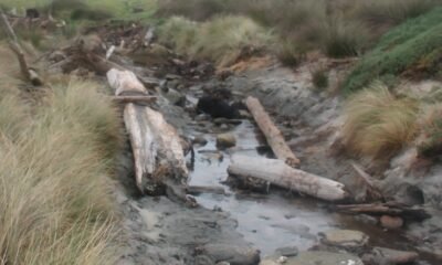 Moriori canoe, waka Chatham Island, New Zealand cultural discovery