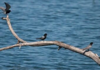 Roice Hurst Pet of the Week: Vincent the Cat