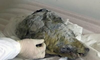 Siberian wolf head, Pleistocene wolf,