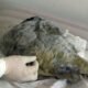 Siberian wolf head, Pleistocene wolf,