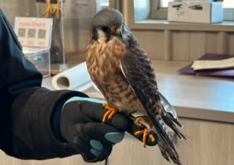 Soarin' Hawk Raptor Rehabilitation Center bird recovery equipment