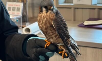 Soarin' Hawk Raptor Rehabilitation Center bird recovery equipment