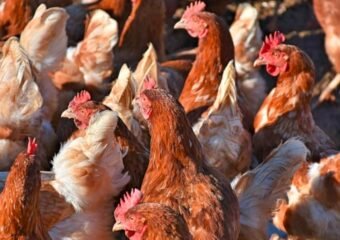 bird flu outbreak commercial egg layer allen county indiana