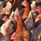 bird flu outbreak commercial egg layer allen county indiana