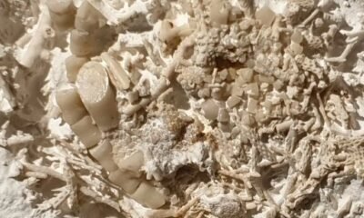 fossilized fish vomit discovery Denmark