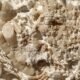 fossilized fish vomit discovery Denmark