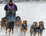 grand mesa dog sled race team snowy trails