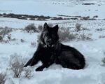 gray wolf reintroduction Colorado