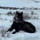 gray wolf reintroduction Colorado