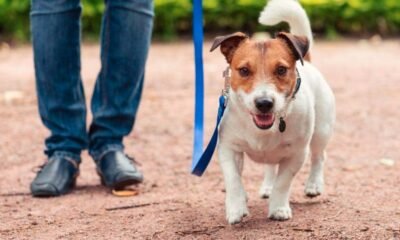 mesa county leash law dogs public spaces