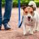 mesa county leash law dogs public spaces