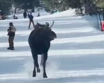 moose at ski resort Colorado