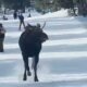 moose at ski resort Colorado