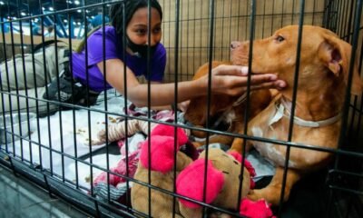pet-microchip-ordinance-shelter