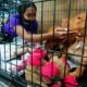 pet-microchip-ordinance-shelter