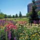 Colorado Mesa University pollinator garden