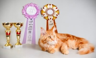 Fishy the cat competition quarterfinals