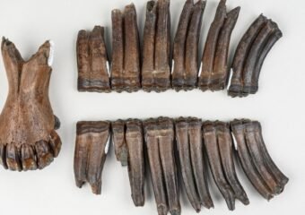 Steinhatchee River prehistoric fossils