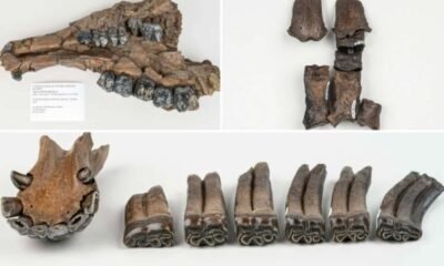 Steinhatchee River prehistoric fossils