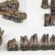 Steinhatchee River prehistoric fossils