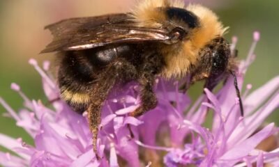 Suckley’s Cuckoo Bumble Bee on a flower