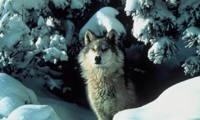 Wolf in a rural Colorado landscape