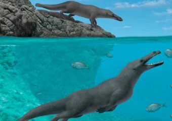 ancient-whale-fossil-peru