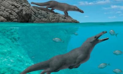 ancient-whale-fossil-peru