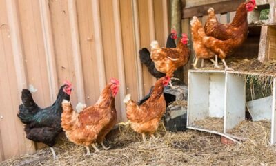 backyard chickens urban farming