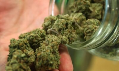 cannabis dispensary recall Colorado