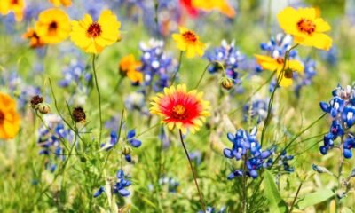 drought-resistant plants gardening kit