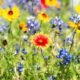drought-resistant plants gardening kit