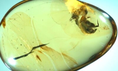 fossilized beetle in amber with pollen grains