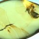 fossilized beetle in amber with pollen grains
