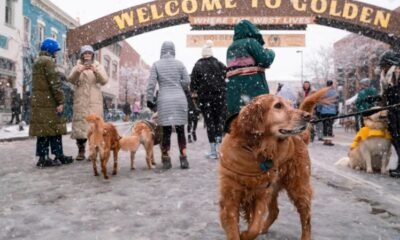 golden retrievers event in golden colorado