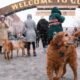 golden retrievers event in golden colorado
