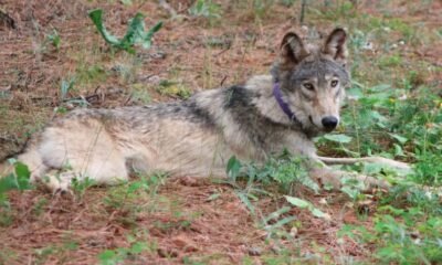 gray wolf Mesa County sighting