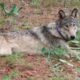 gray wolf Mesa County sighting