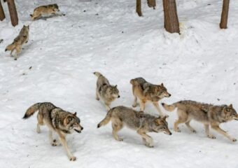 Gray wolf in Colorado wilderness