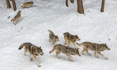 Gray wolf in Colorado wilderness