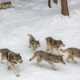 Gray wolf in Colorado wilderness