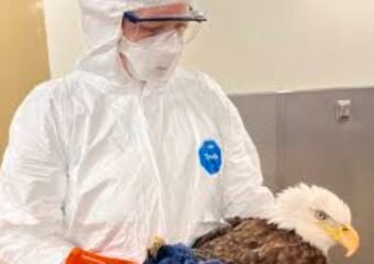 mesa county bird flu outbreak hawk