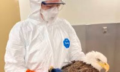 mesa county bird flu outbreak hawk