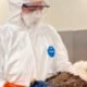 mesa county bird flu outbreak hawk