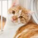orange and white tabby cat adoption