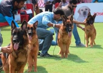 police dog training rescue