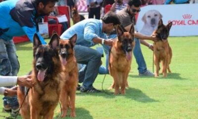 police dog training rescue