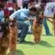 police dog training rescue