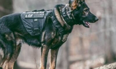 police k9 wearing protective vest
