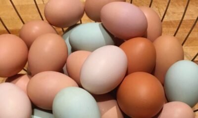 rising-egg-prices-restaurant-costs